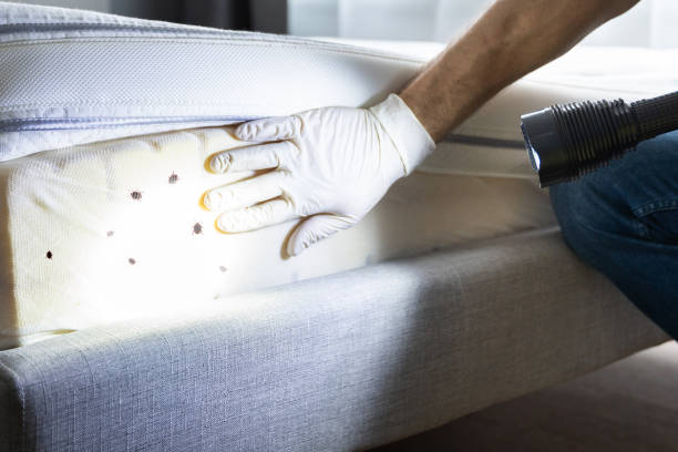 Best Wasp Removal Services  in Wellman, IA