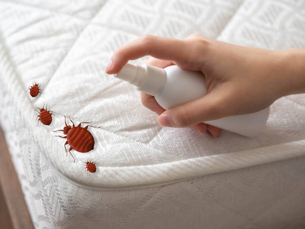 Best Flea Control Services  in Wellman, IA