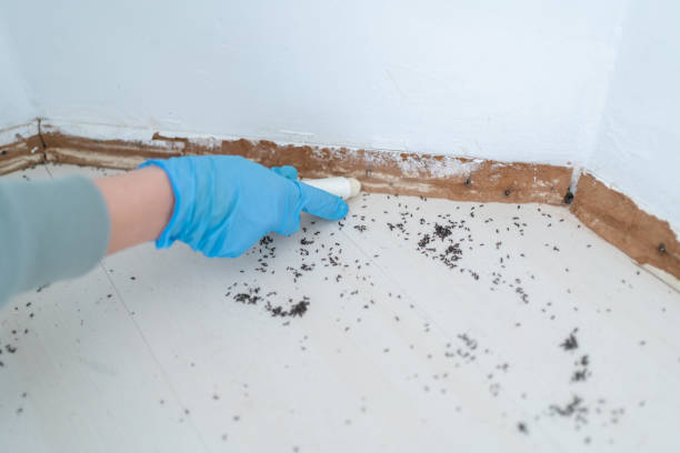 Best Ant Control Services  in Wellman, IA
